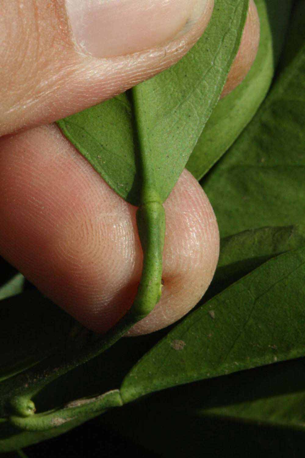              Petiole (Riverside, CA)       